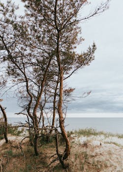 Image by Artūras Kokorevas