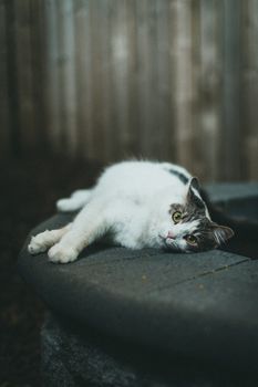 White and Black Cat Lying on Black Textile