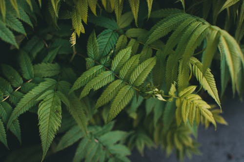 Sorbaria Sorbifolia in Close-up Photography