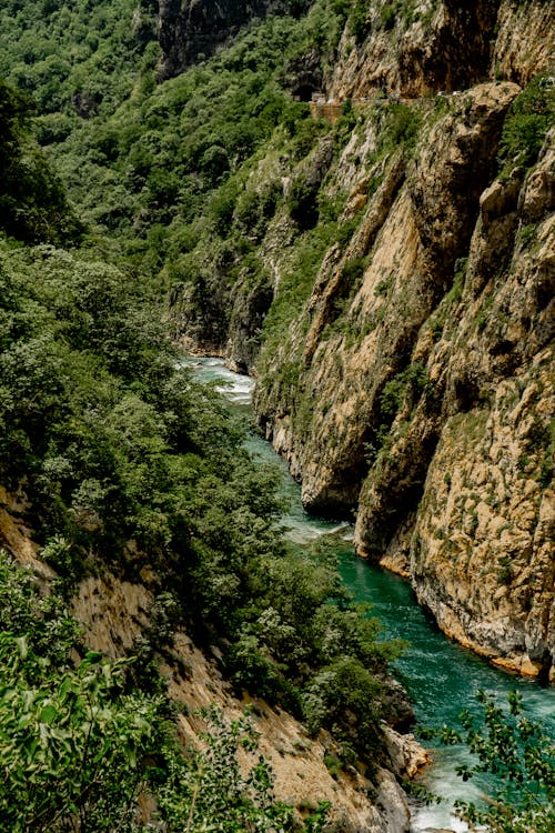 A River in Between Green Trees on a Rocky Mountain