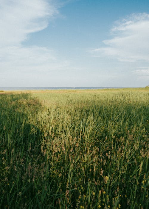 A Green Grass Field Under the Blue Sky and White Clouds