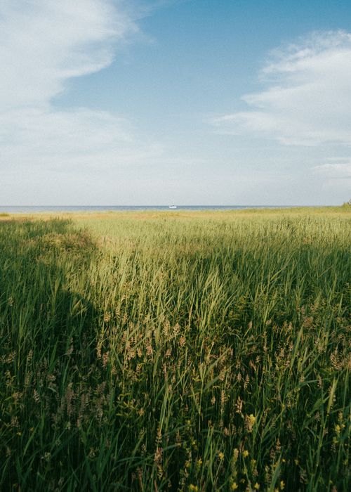 Free Breathtaking view of a lush field leading to the sea under a bright blue sky in Nida, Lithuania. Stock Photo