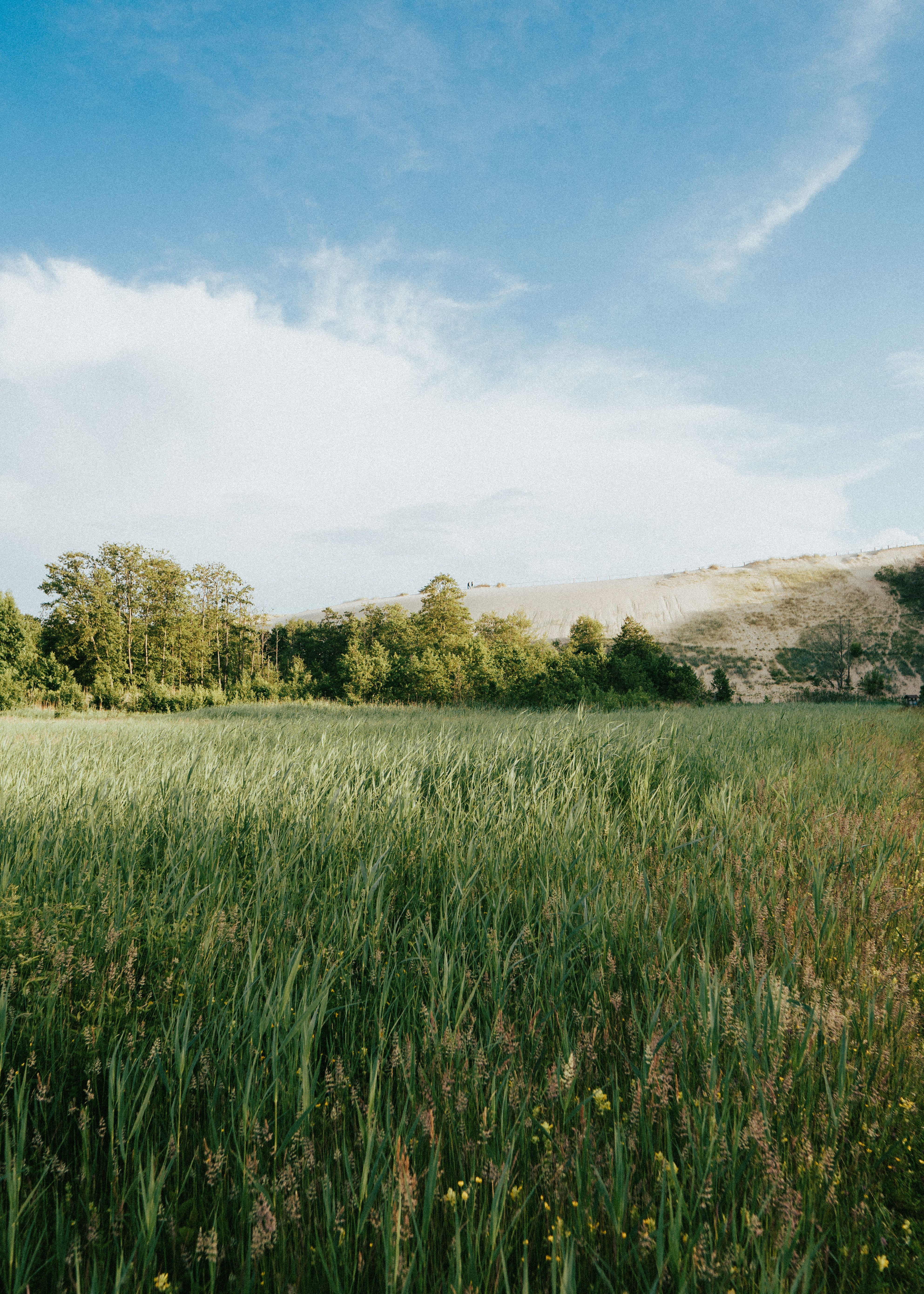 A Green Trees on Grass Field Under the Blue Sky and White Clouds · Free ...