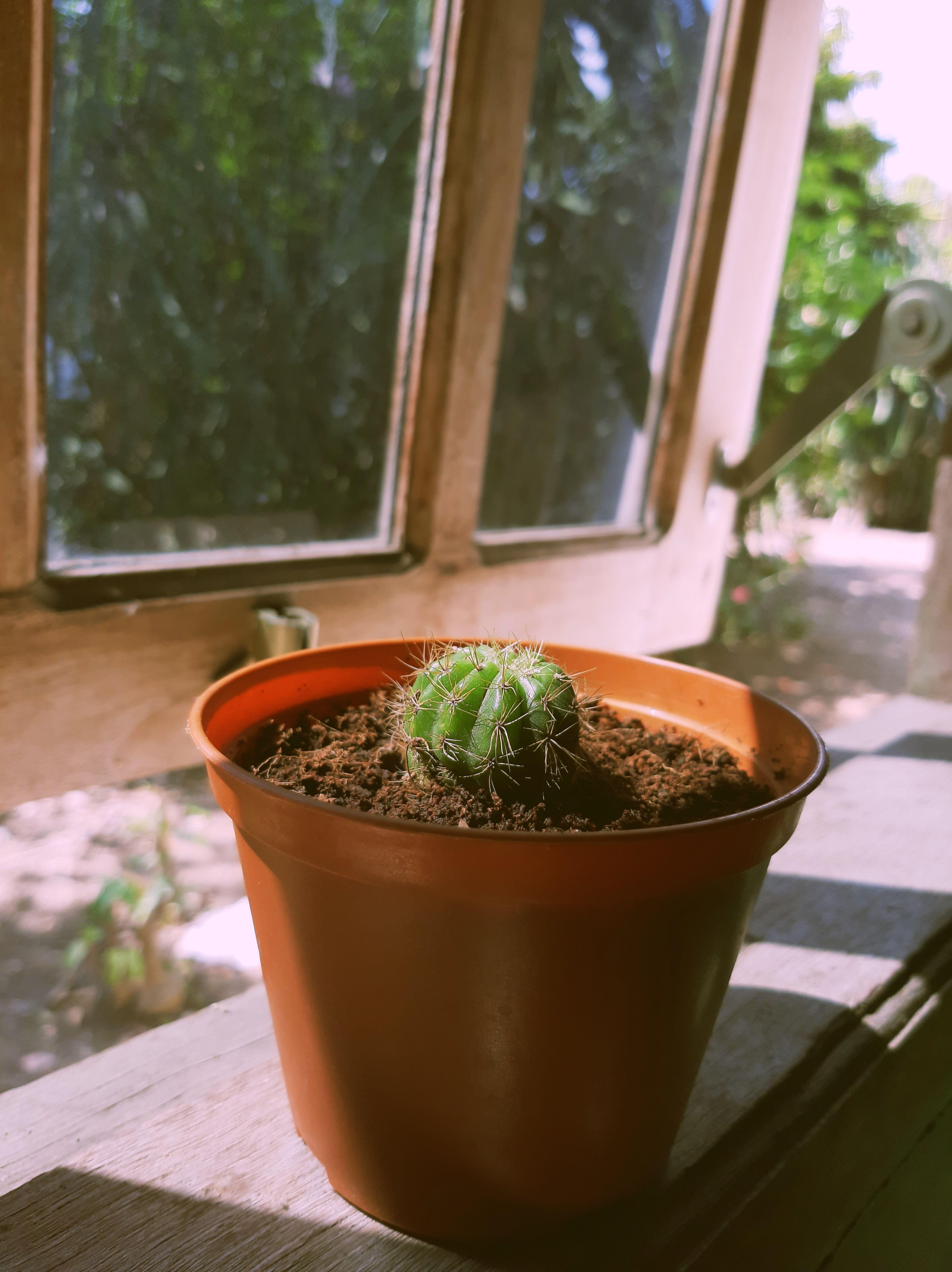 Small potted cactus basking in sunlight by an open window, indoor plant decor.