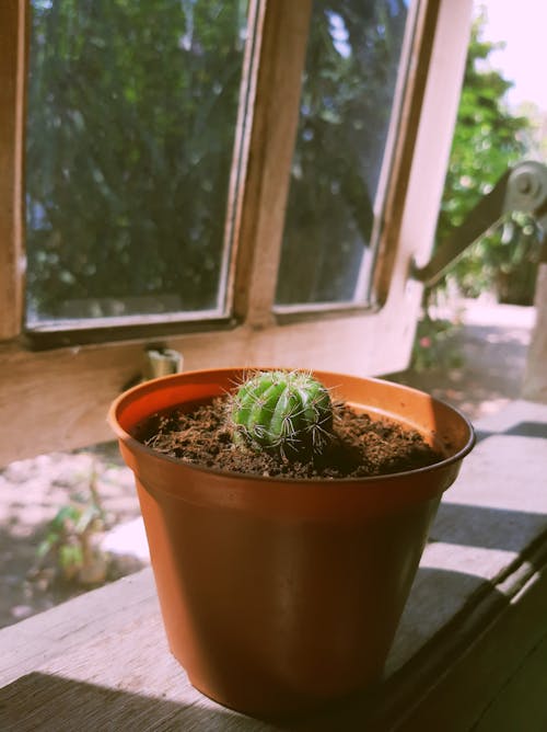 A Close-Up Shot of a Cactus in a Pot