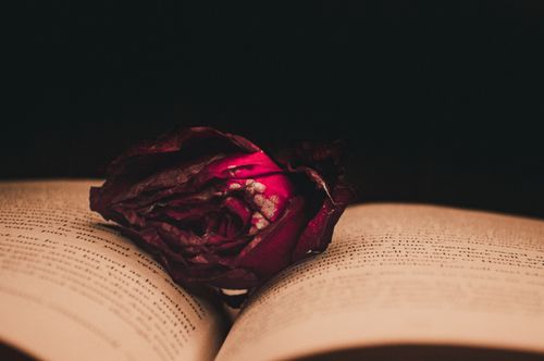 Free Close-up still life of a dried rose on an open book, set against a black background. Stock Photo