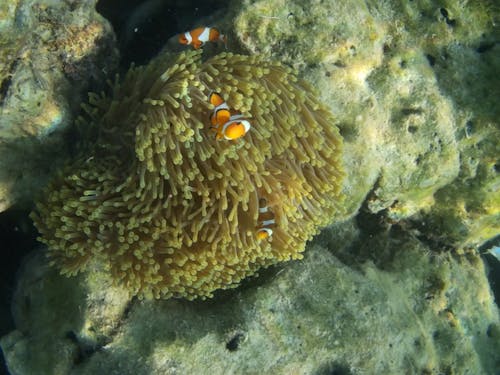 Kostenloses Stock Foto zu leben im meer, unter wasser fischen