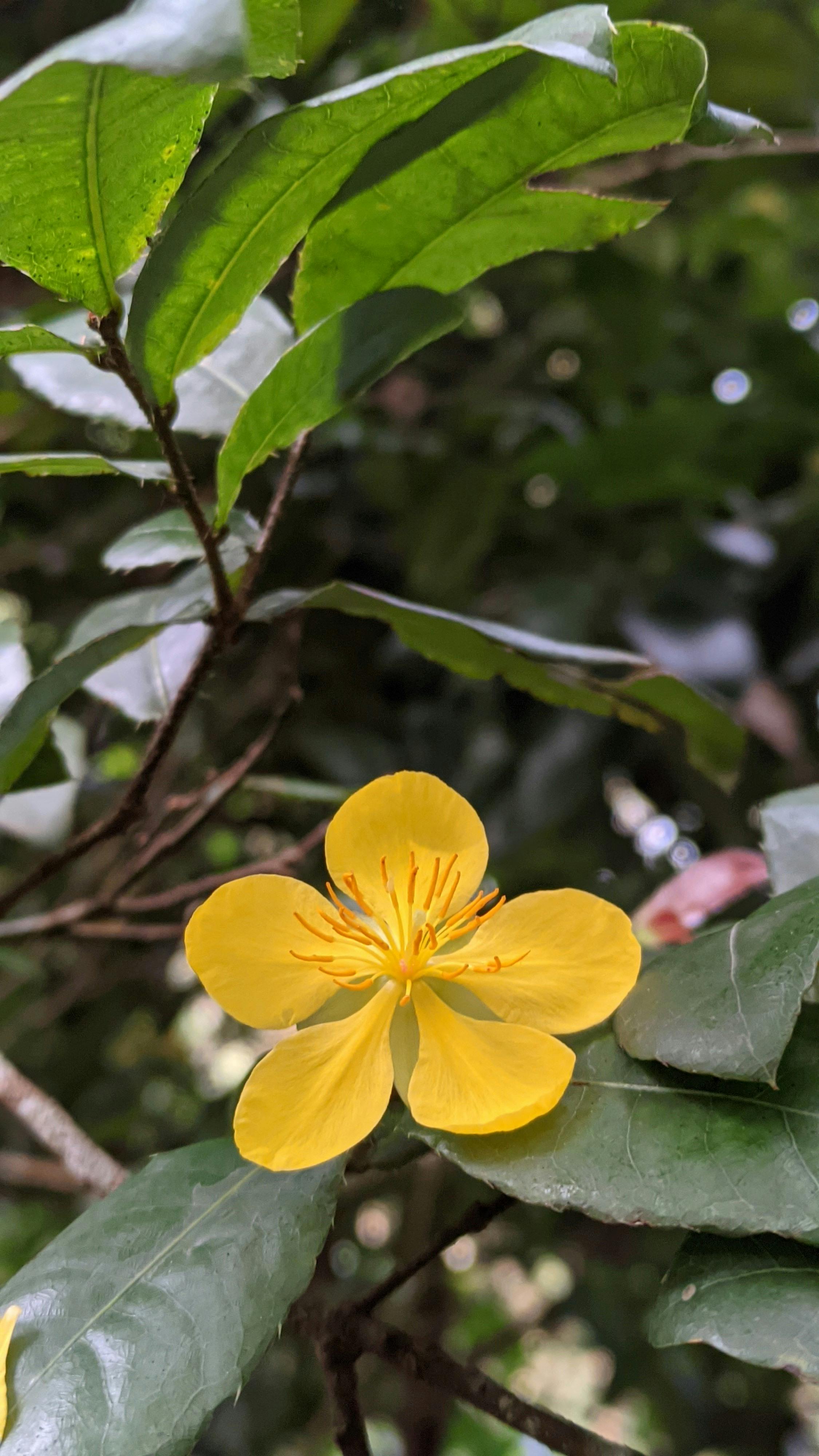 Flower 10 Photos & Videos Collected by Muhammad Hossain Sadat