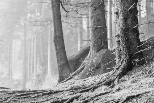 Photos gratuites de arbres, échelle des gris, fermer