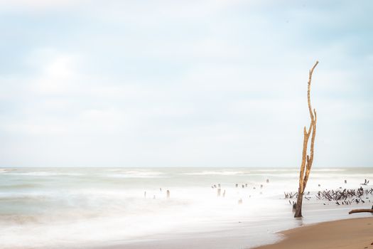 Ethereal beach scene with driftwood on a foggy day near Rio de Janeiro, Brazil.