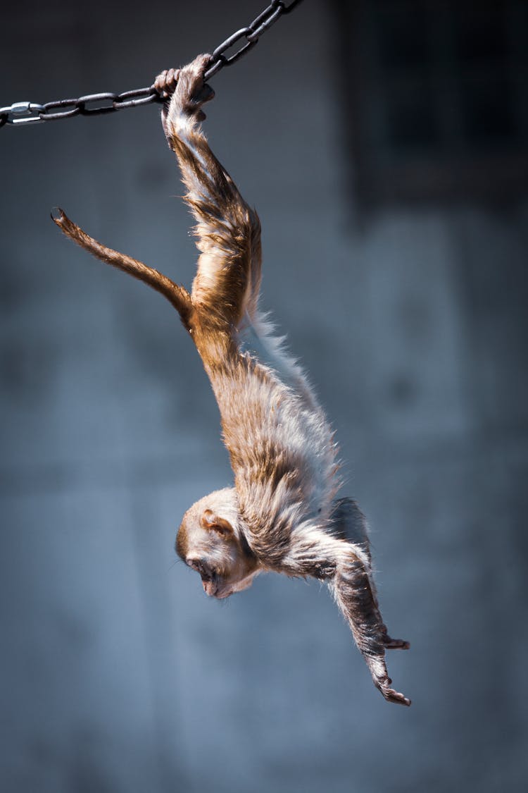 Monkey Hanging From Chain