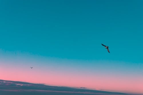 Seagull flying over moody sunset skies