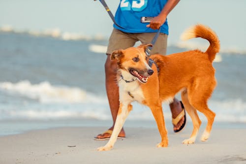 Foto d'estoc gratuïta de gos, gos de platja, passeig dels gossos