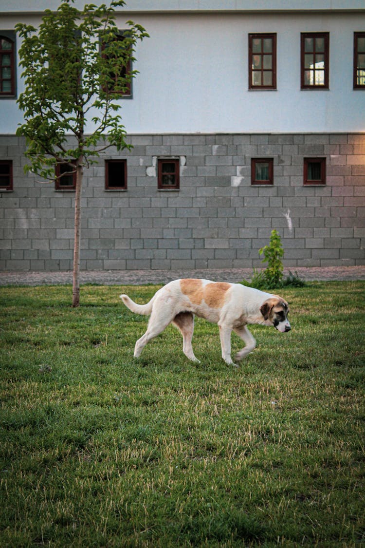 Dog Walking On Green Grass