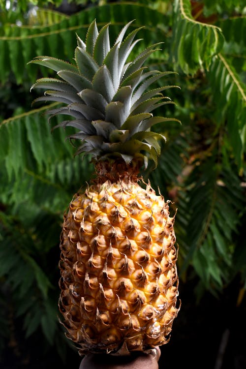 Ilmainen kuvapankkikuva tunnisteilla ananas, lähikuva, pystysuuntainen laukaus Kuvapankkikuva