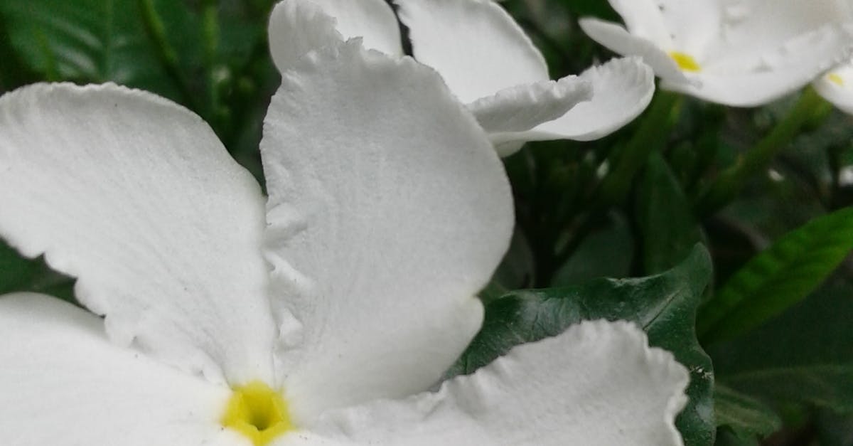 Free stock photo of white flowers
