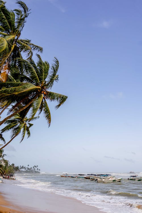 A Green Tree Near the Boats on the Beach