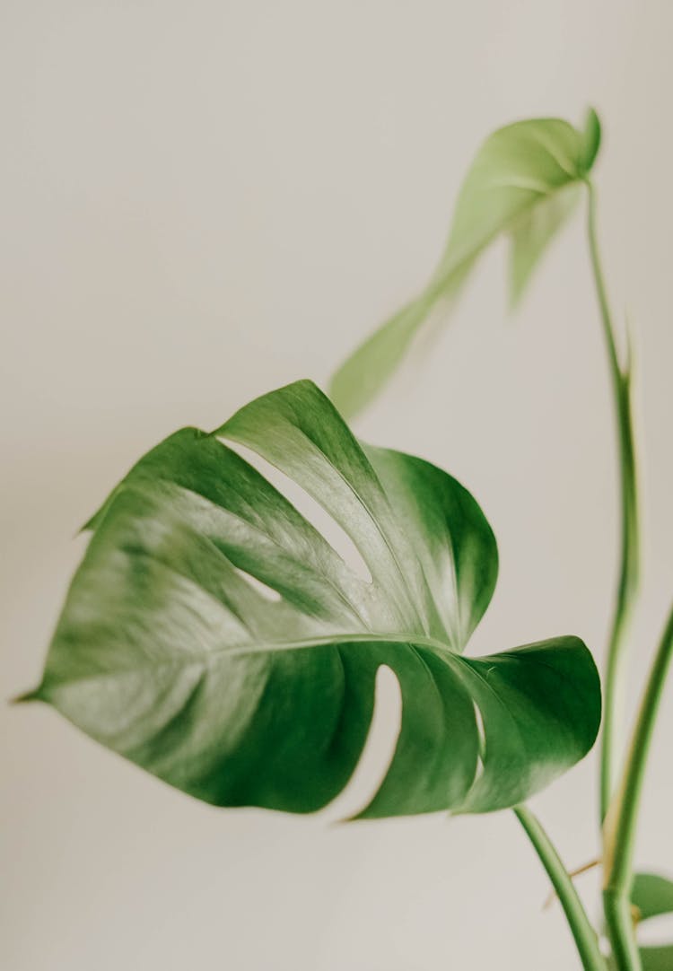 Photo Of Monstera Leaf