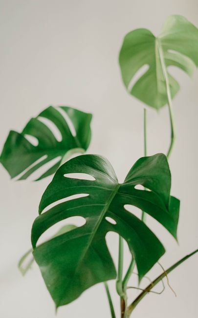Elegant close-up of Monstera leaves against a white background, showcasing natural beauty.