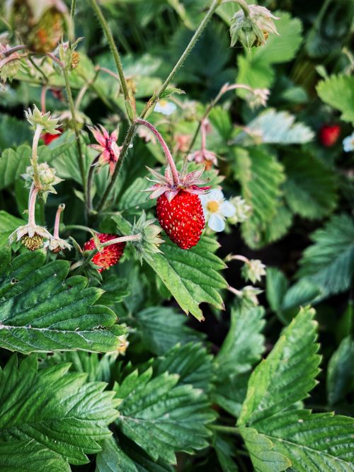 Free Detailed view of ripe wild strawberries among lush green leaves, showcasing natural beauty. Stock Photo