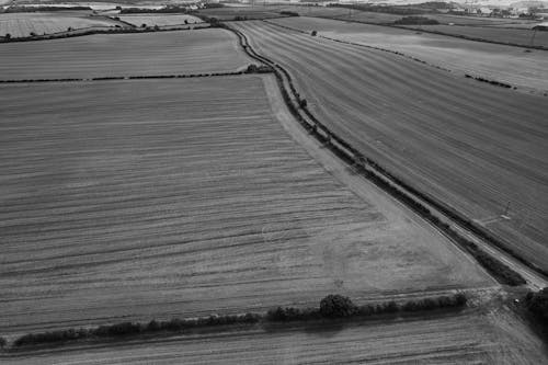 A Grayscale Photo of an Agricultural Field