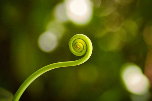 Captivating close-up of a vibrant green spiral plant stem in Costa Rica's lush environment.