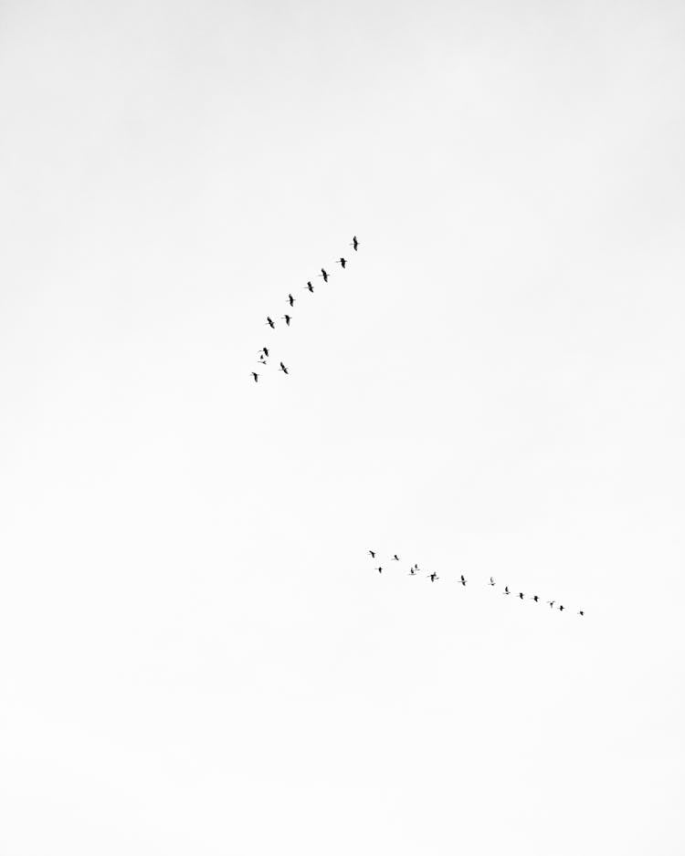 A Birds Flying Under White Sky