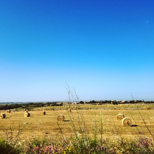 Free stock photo of bluesky, grass, hay Stock Photo
