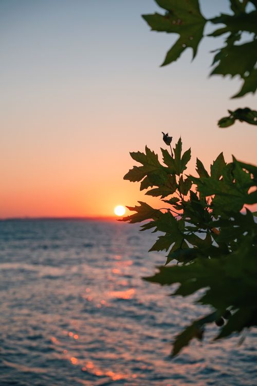 Free Captivating sunset view over ocean with silhouetted leaves in foreground, evoking tranquility and natural beauty. Stock Photo