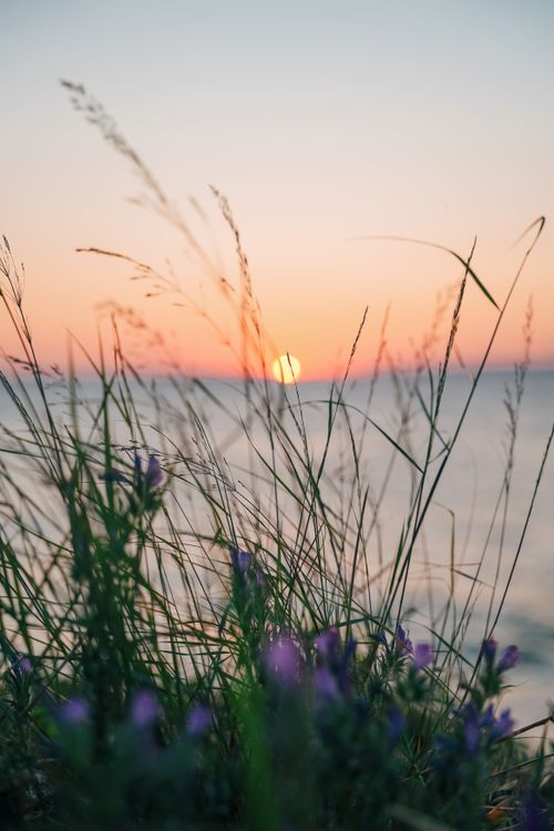 Free Beautiful sunset over the sea with wild grass and flowers in the foreground. Stock Photo