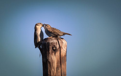 Close-up of Two Sparrows Sitting on a Wooden Pole 