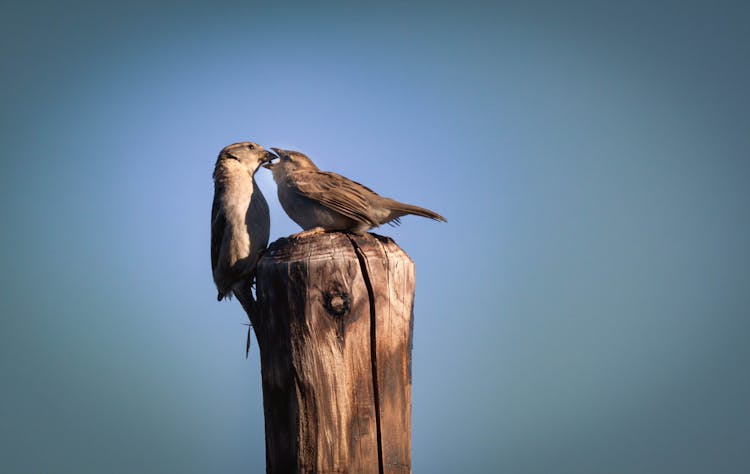 Fütterung Eines Jungen Vogels