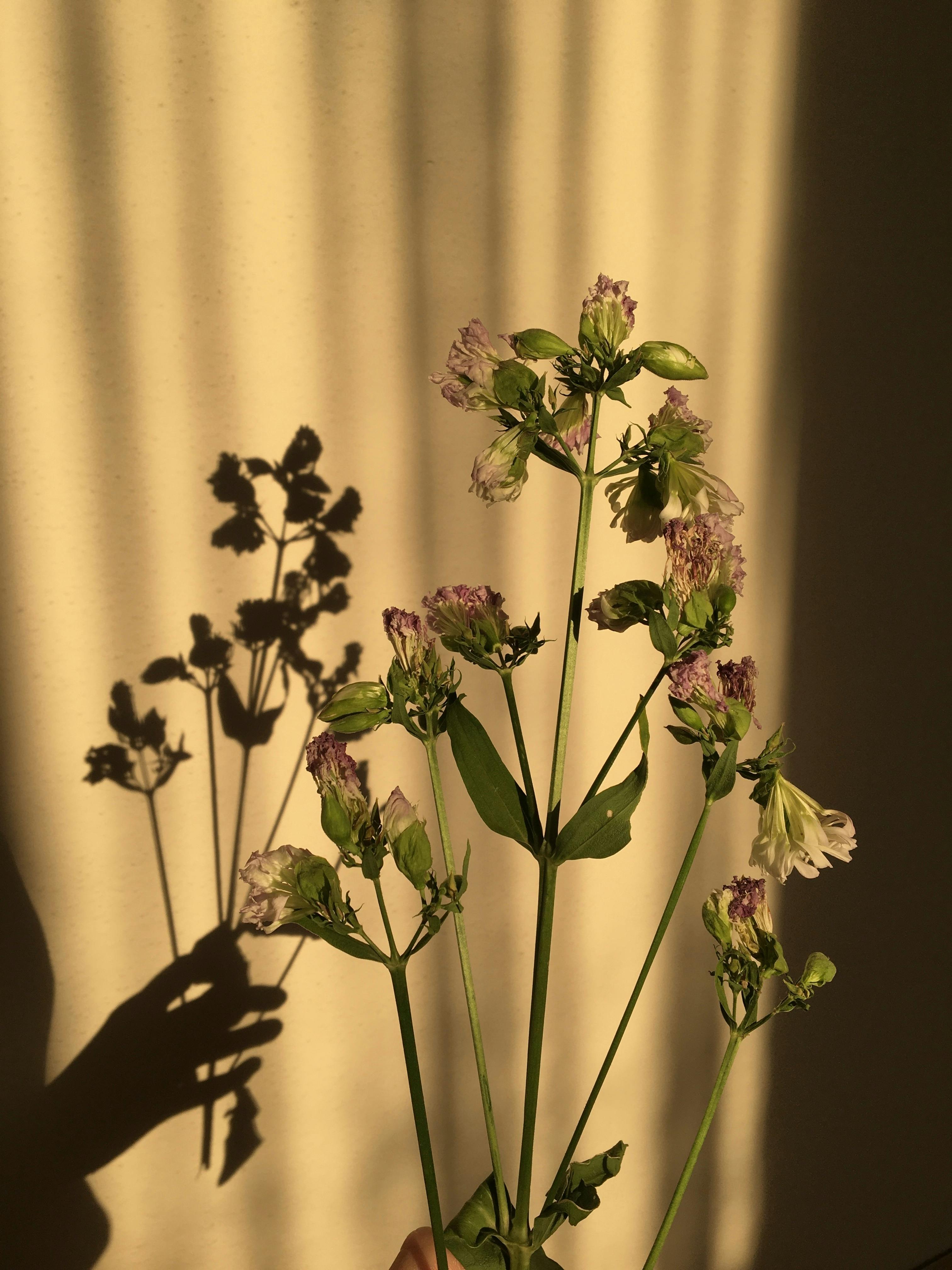 Person Holding Dried Flower Bouquet · Free Stock Photo