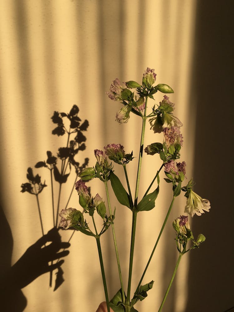 Dried Flowers Casting Shadow On Wall