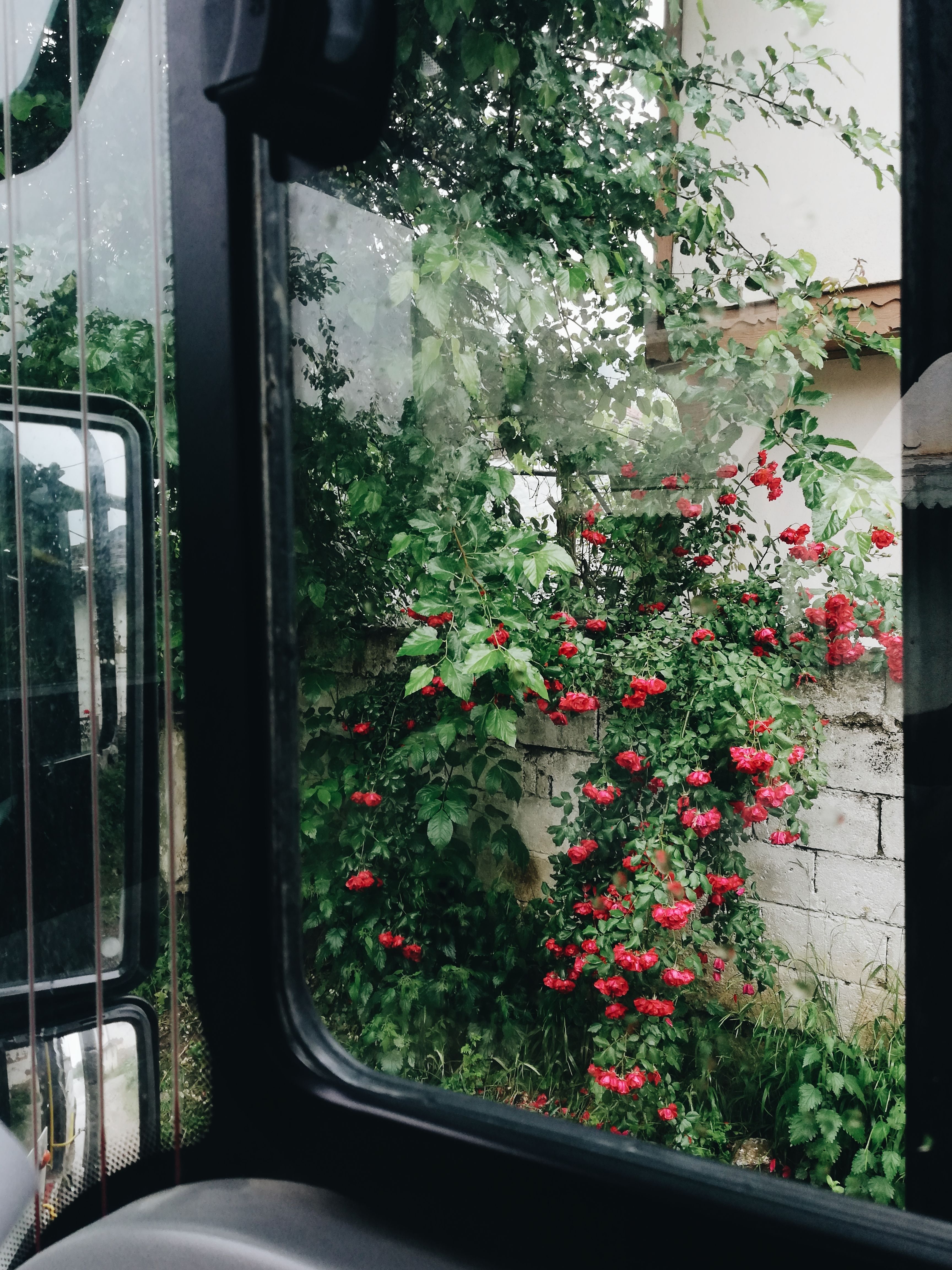 A lush rose garden is seen through a window, capturing vibrant red blooms against greenery.