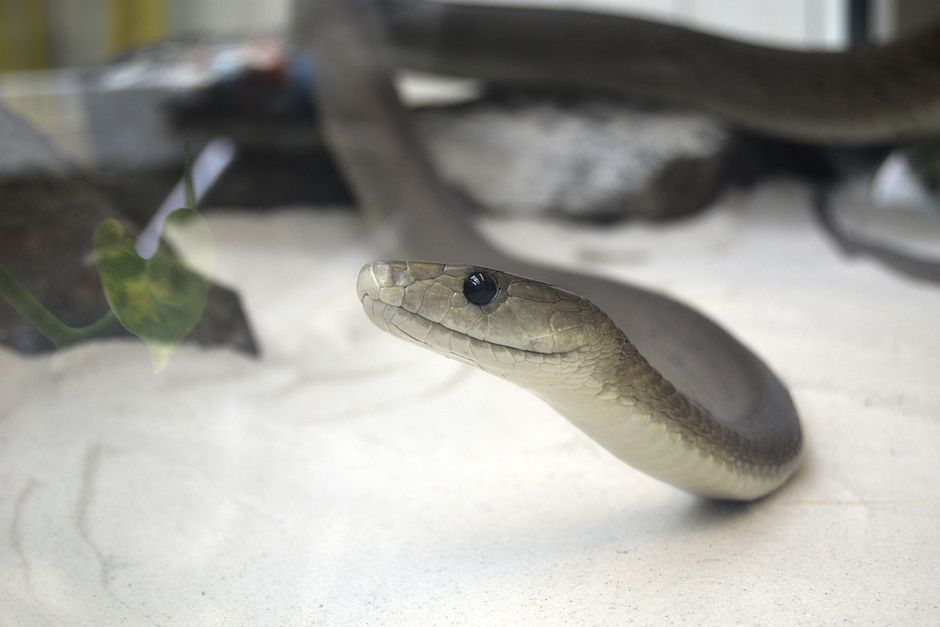 Detailed shot of a snake in its natural habitat, showcasing its scales up close.