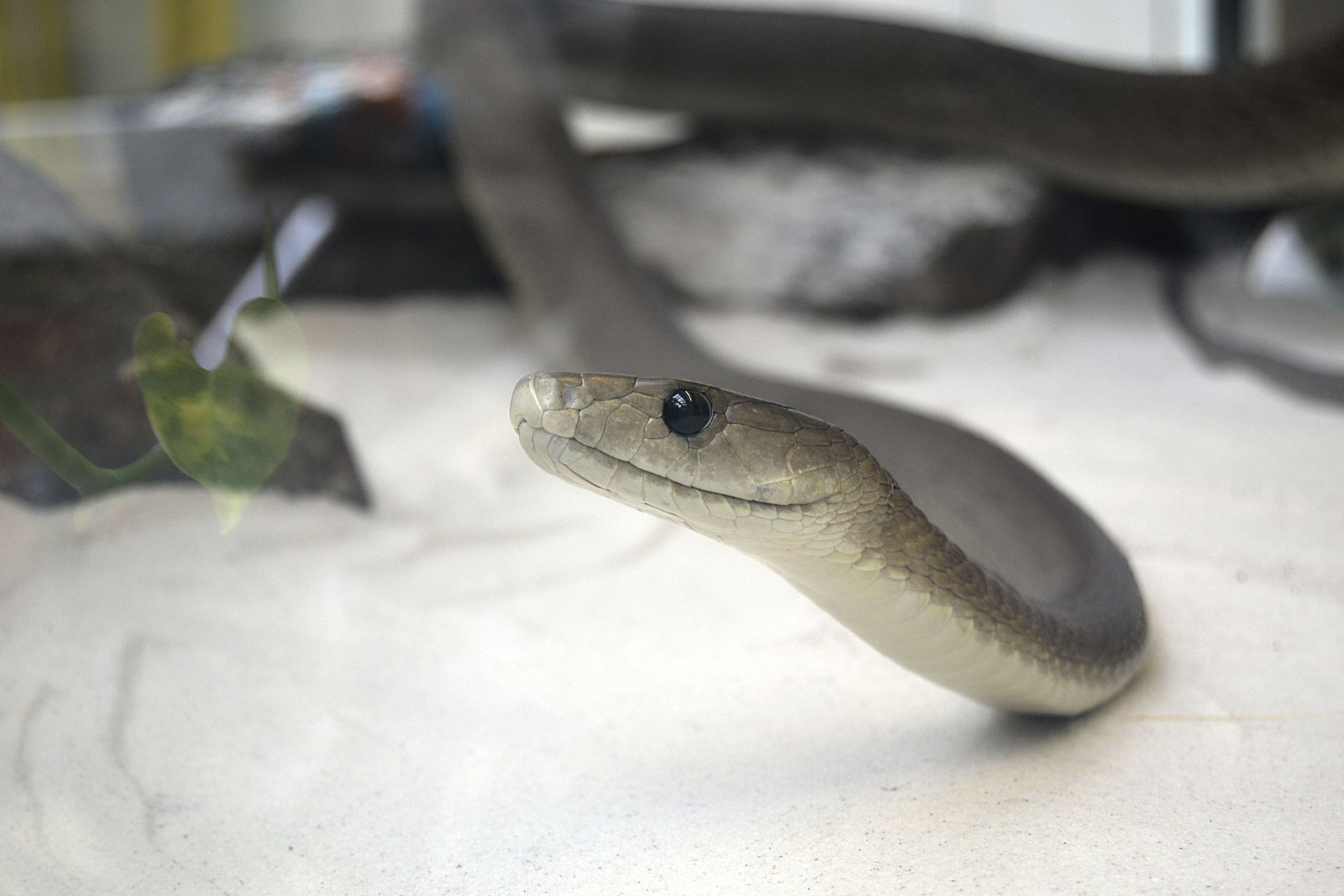 Close-Up Shot of a Snake