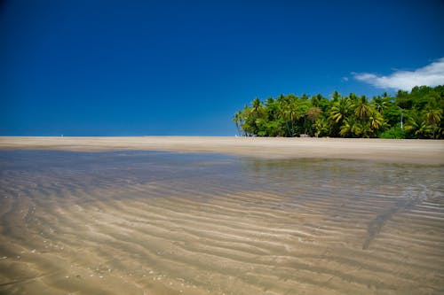 Foto profissional grátis de ao ar livre, areia, árvores verdes