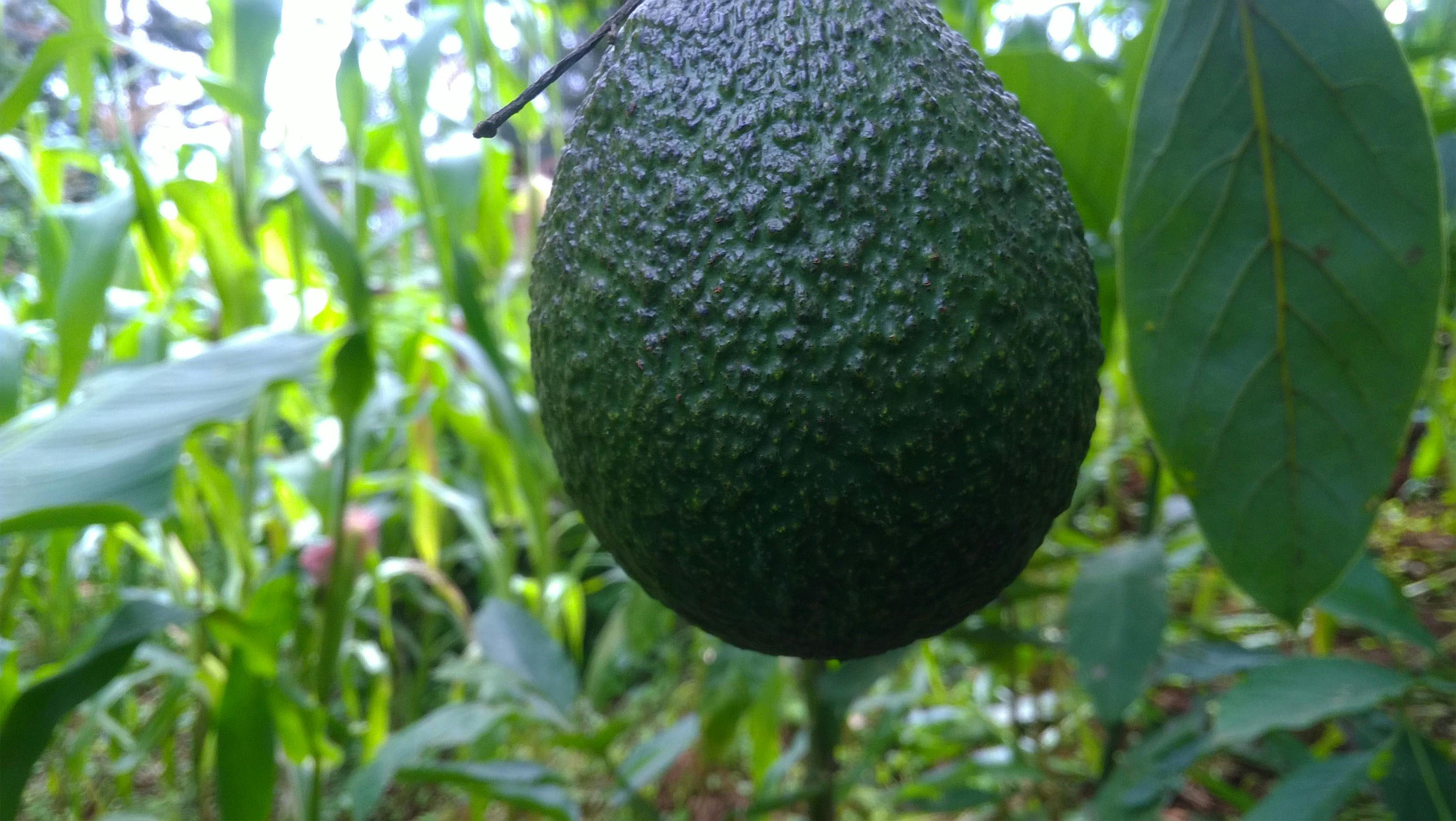 Free stock photo of avocado