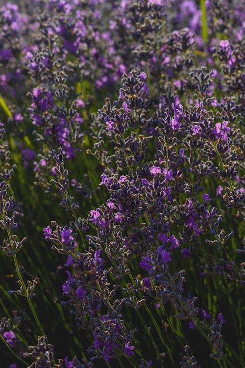 A Purple Flowers in Full Bloom