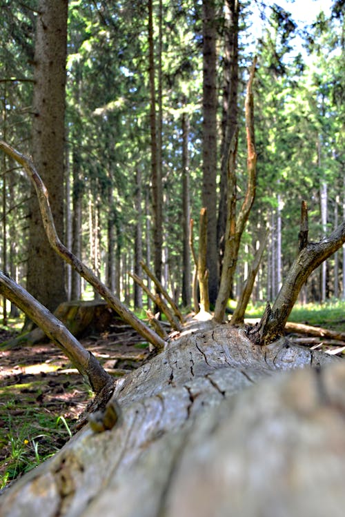 waldsterben, 伐木, 全球暖化 的 免费素材图片