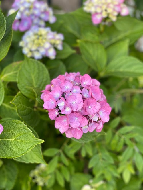 Kostnadsfri bild av blomfotografi, flora, fransk hortensia