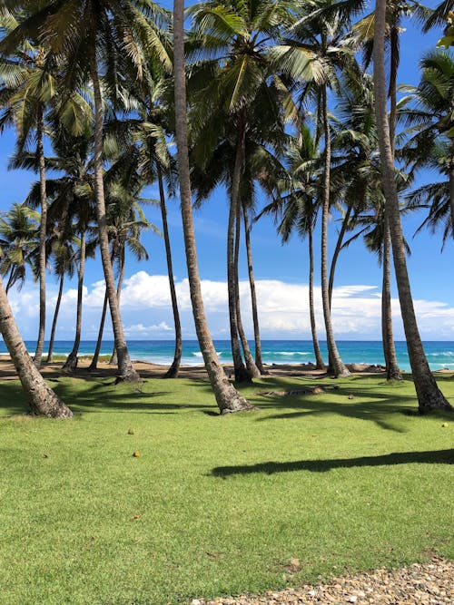 Бесплатное стоковое фото с вертикальный выстрел, кокосовые пальмы, пальмовые деревья
