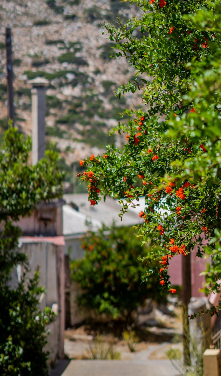 Flowers Blooming On Tree By 