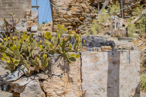 Cacti on Ruins in Summer