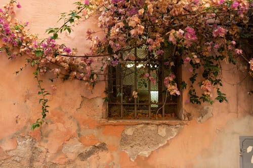 Pink Flowers on Brown Concrete Wall