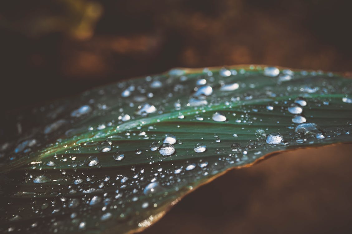 Droplets on Green Leaf