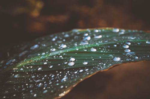 Free Detailed image of fresh dew drops scattered on a vibrant green leaf, captured in natural light. Stock Photo