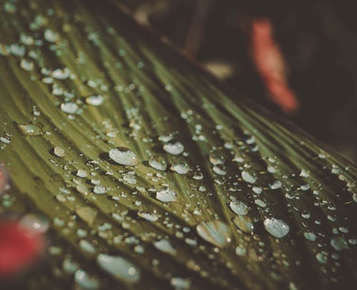 Close Up Photo of Droplets on Green Leaf
