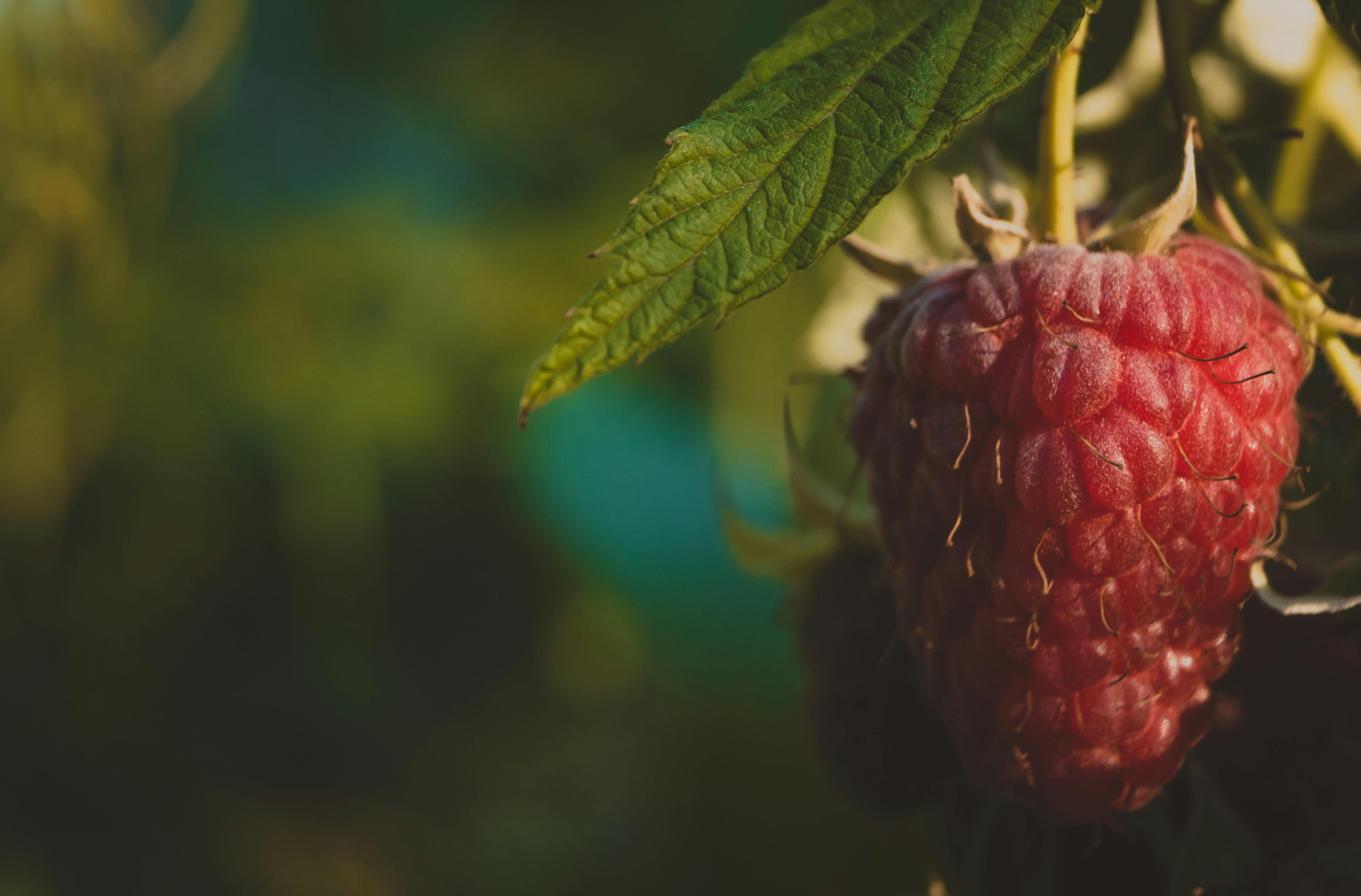 What is the dominant color in horses?